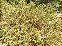 Romarin - Rosmarinus officinalis (en Corse) (01) (Photo F. Mrugala)